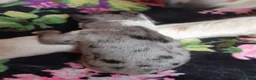 Kruising honden te koop:  Australian Shepherd (75%) x Bordercollie (25%) - Advertentie 3