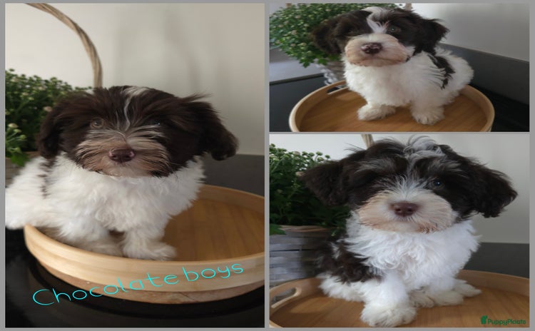 Havanezer honden - Advertentie 3