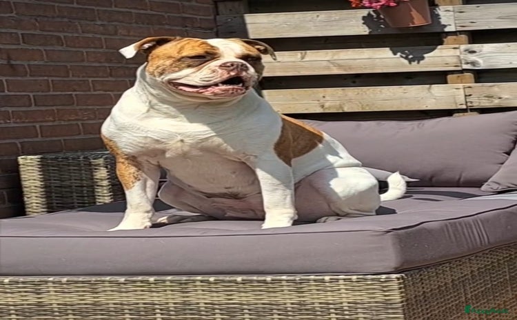 Kruising honden - Advertentie 2