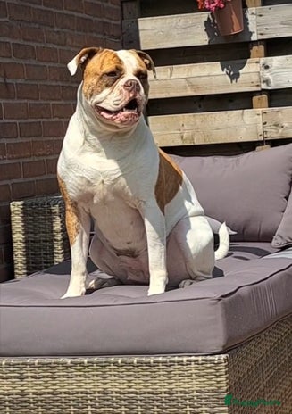 Kruising honden - Advertentie 2