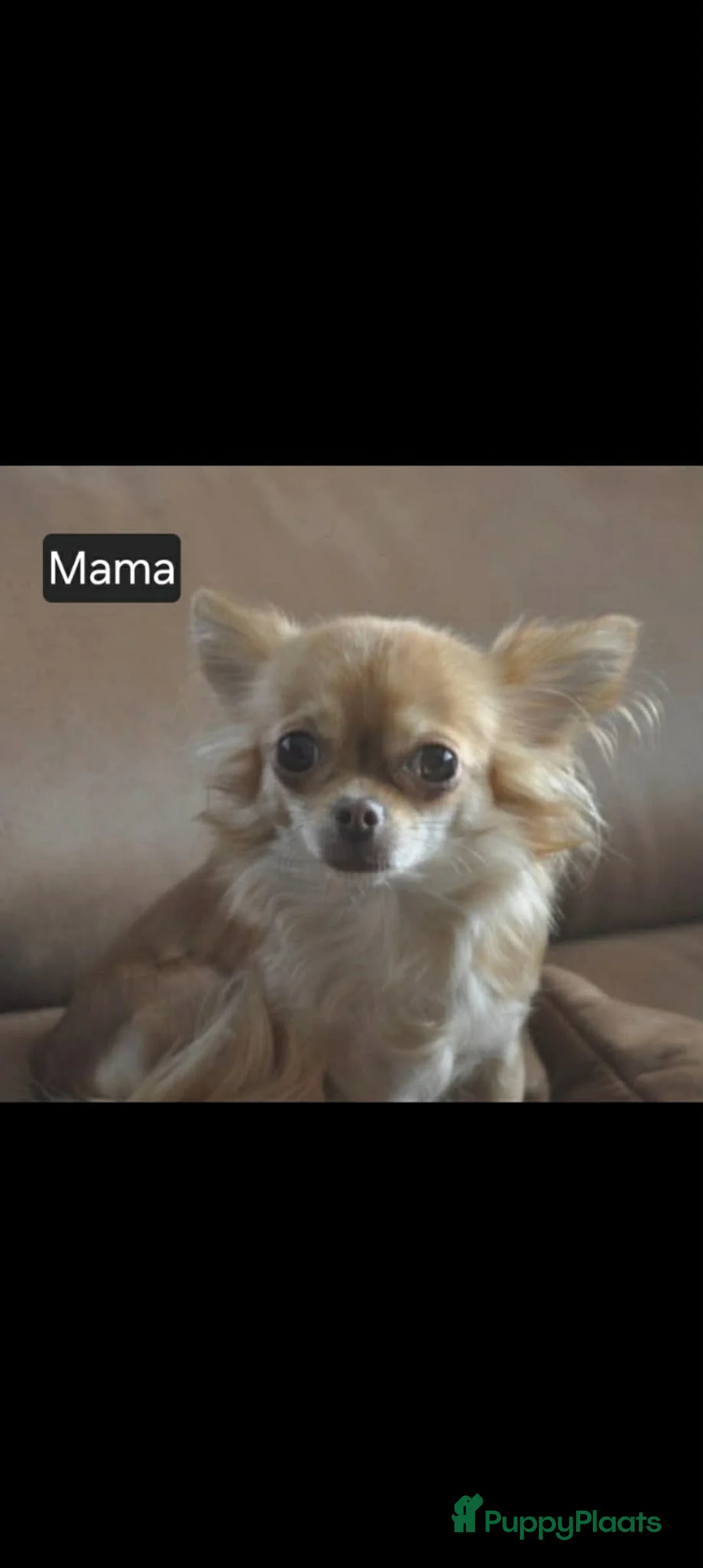 Chihuahua honden te koop: Chihuahua pups 1 reutje beschikbaar - Advertentie 2