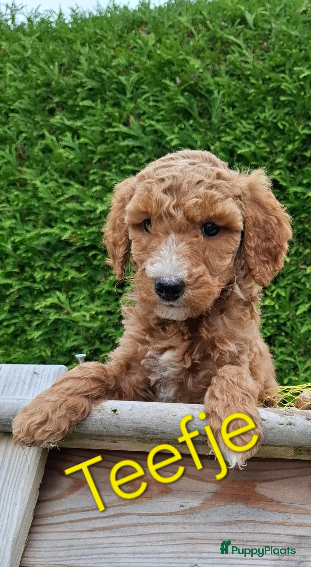 Labradoodle honden te koop: Labradoodle pups medium  - Advertentie 2