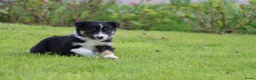 Border Collie honden te koop: Border collie pup - Advertentie 11