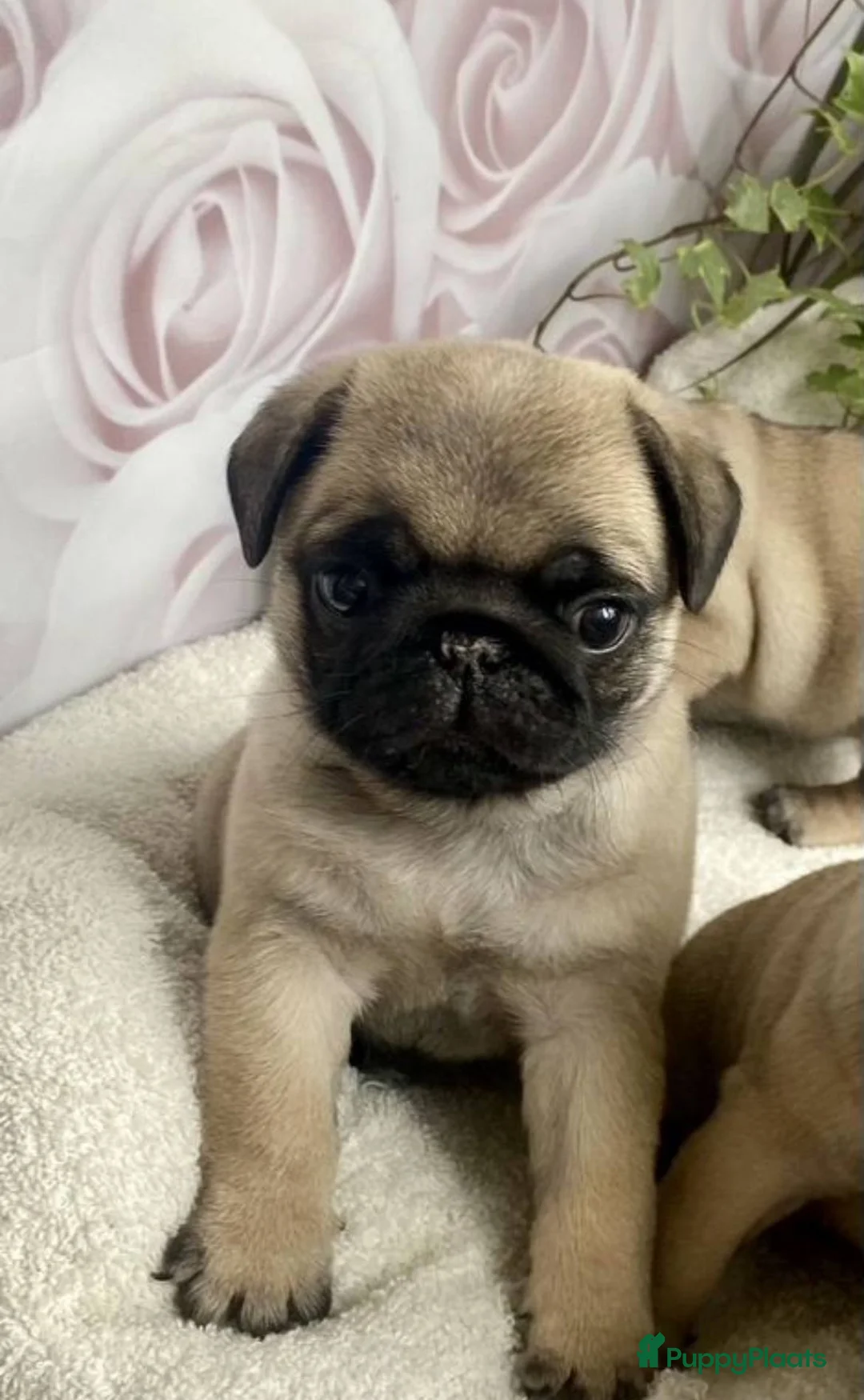 Mopshond honden te koop: mopshond puppy’s  - Advertentie 2