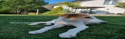 Barsoi honden te koop: Borzoi-teef uit FCI-kennel zoekt lief thuis  - Advertentie 18