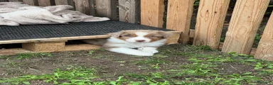 Red Merle 3