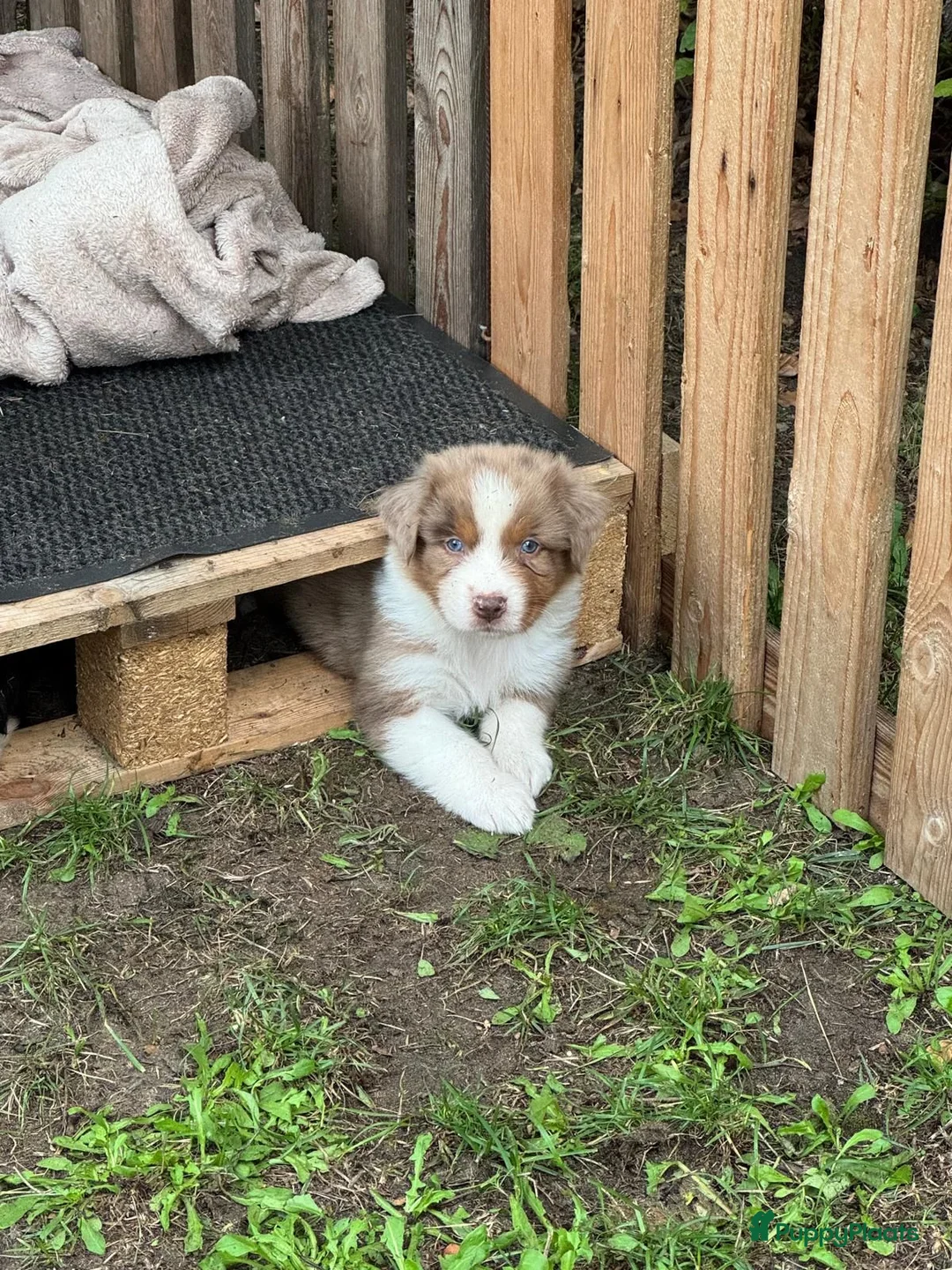 Australian Shepherd honden te koop: Nog 4 Australische Herder pups beschikbaar! - Advertentie 2