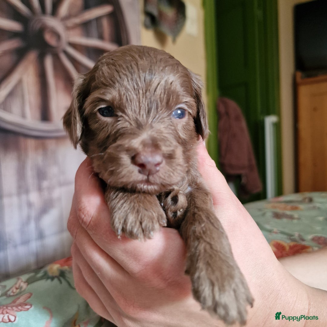 Australian Labradoodle honden te koop: Australian labradoodle Backcross micro/mini - Afbeelding 14