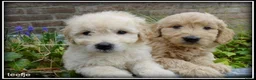 Goldendoodle honden te koop: Goldendoodle pups. Zie omschrijving. - Advertentie 10