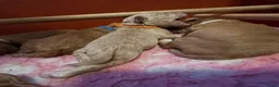 Kruising honden te koop: Mini Labradoodle  - Advertentie 7