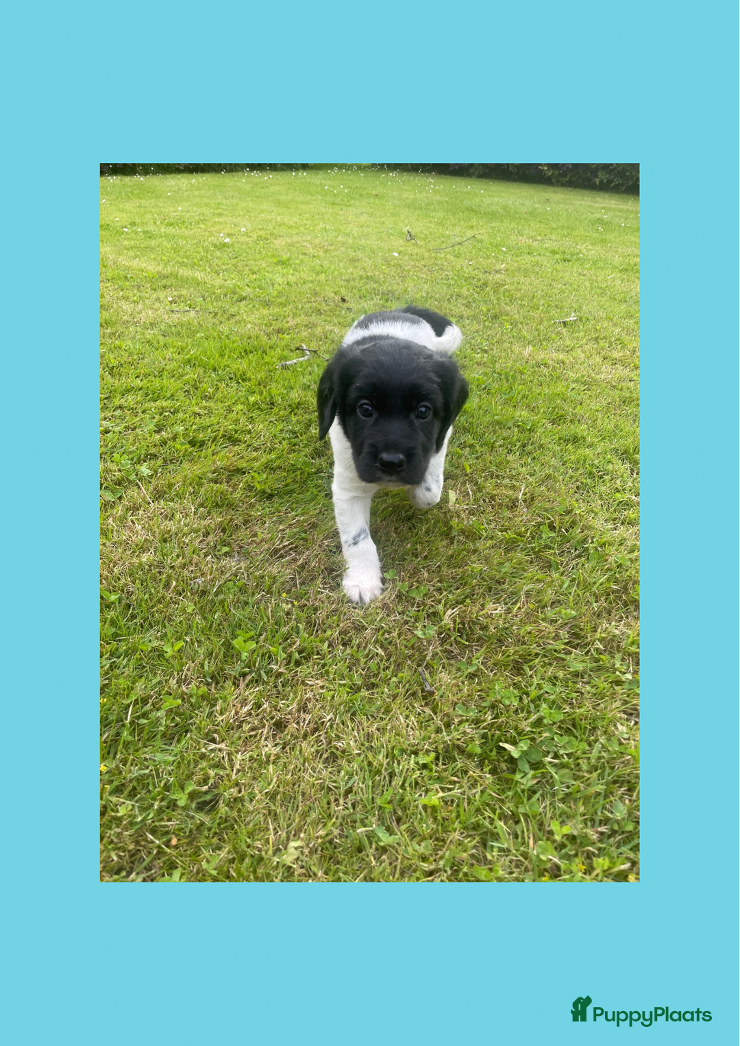 Friese Stabij honden te koop: Lieve Stabij pups met een vleugje Kelpie - Afbeelding 5