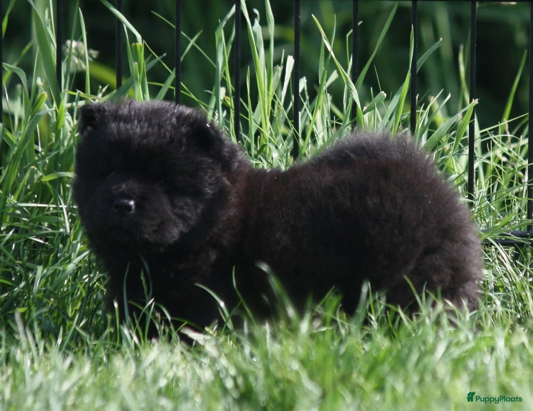 Chow Chow honden te koop: Chow Chow pups - Afbeelding 10