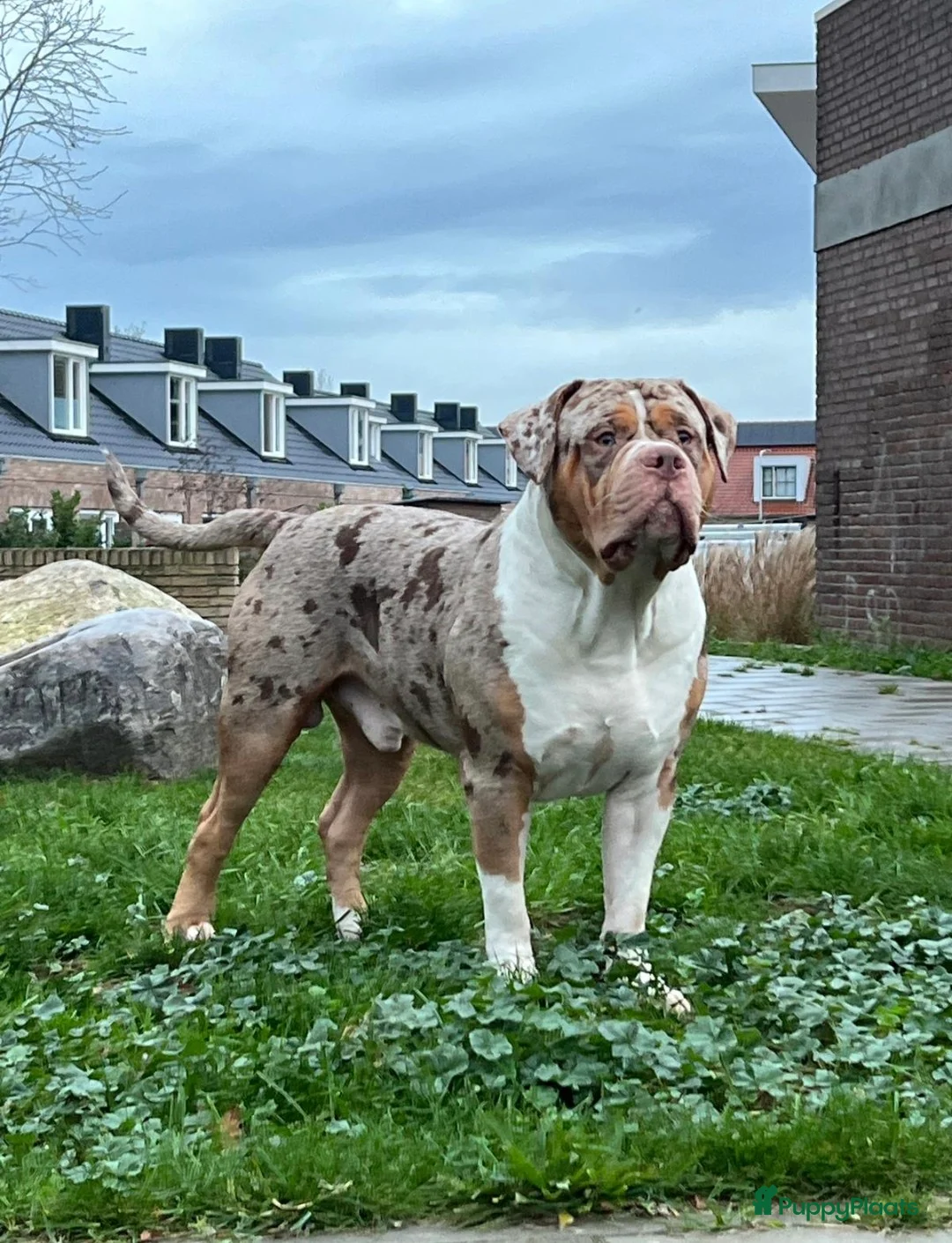Amerikaanse Bully honden te koop: American Bully pupjes - Advertentie 3