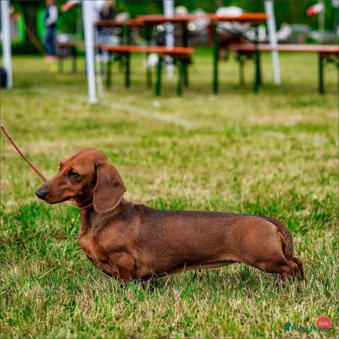 Teckel (korthaar)  honden Pup zoekt gouden mand - Advertentie 1