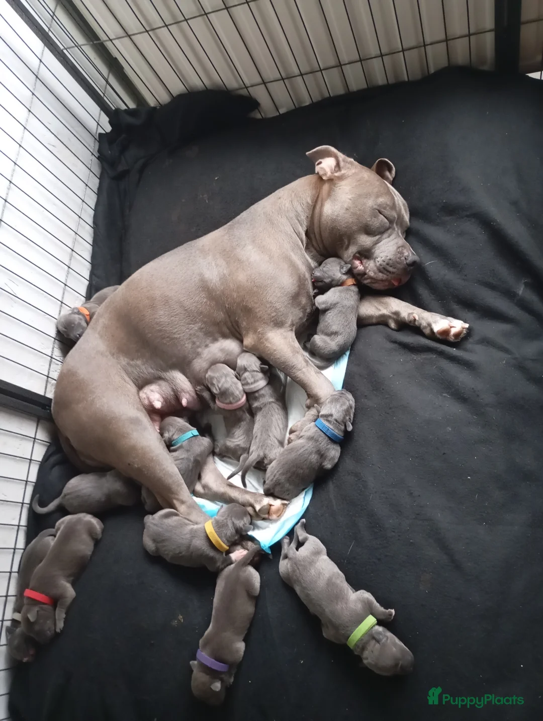 Pitbull Terriër honden te koop: Prachtige puppy's  - Advertentie 5