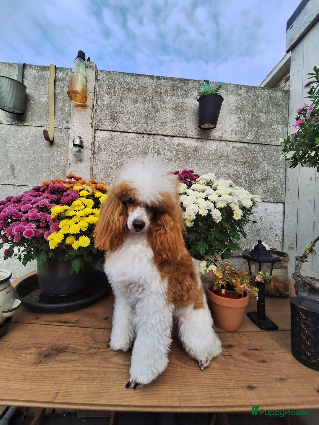 Dwergpoedel honden te koop: Xenna drachtig van 5 puppy's  - Advertentie 15