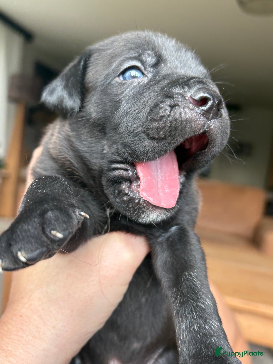 Cane Corso honden te koop: Cane corso pups - Advertentie 5