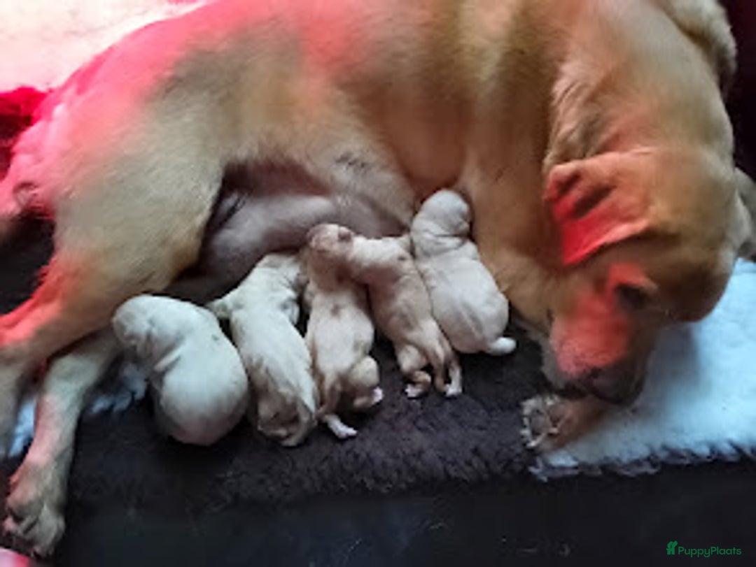 Labrador Retriever honden te koop: schitterend geel labrador reutje beschikbaar.  - Advertentie 13