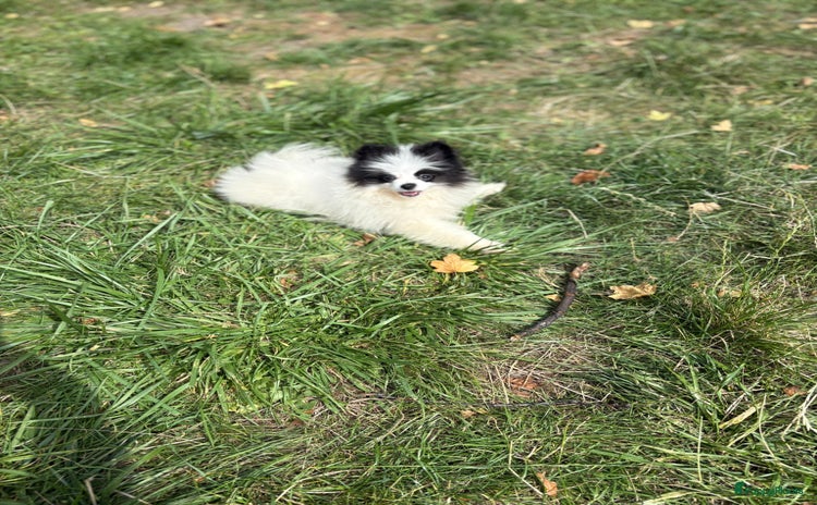 Pomeriaan honden in Zoetermeer - Advertentie 4