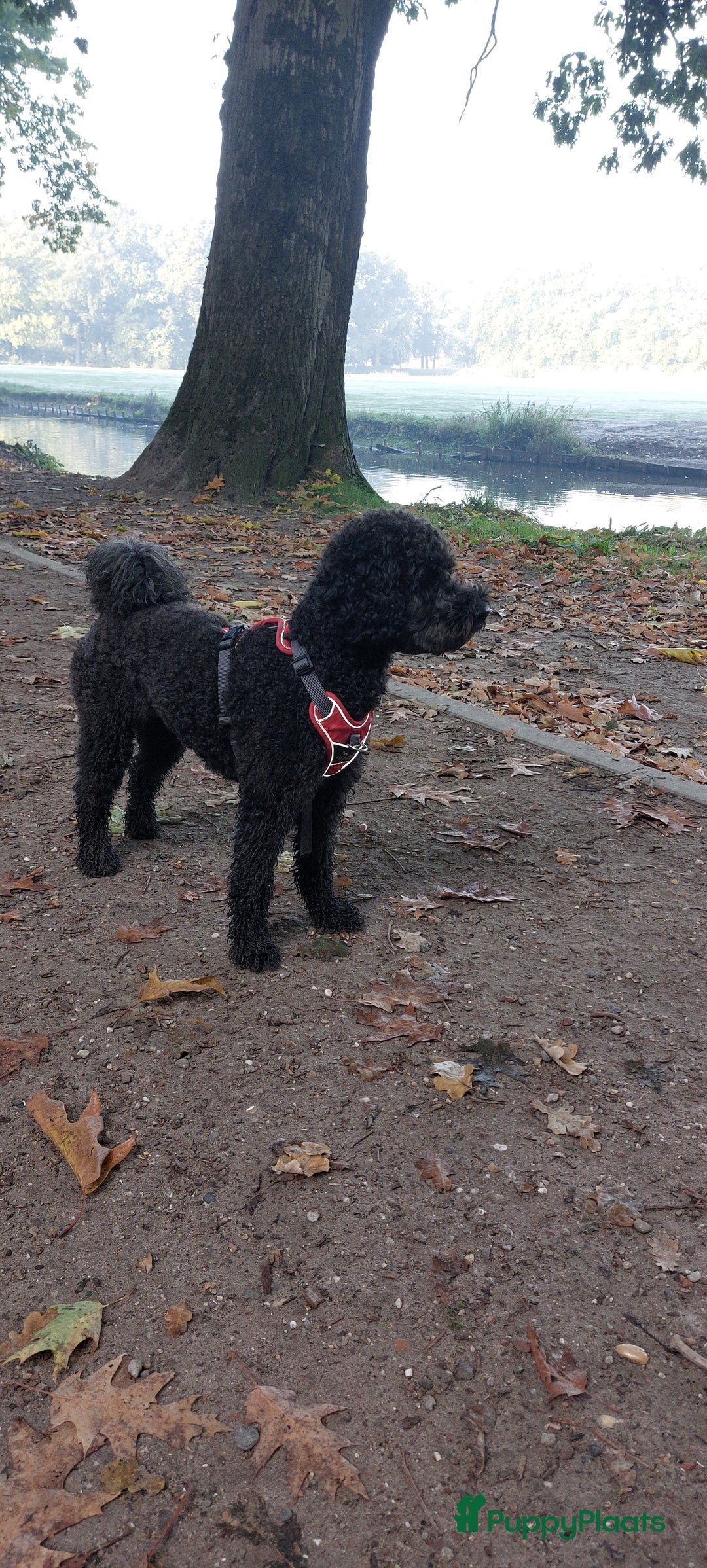 Labradoodle honden te koop: Prachtig nestje mini labradoodles te koop - Advertentie 7