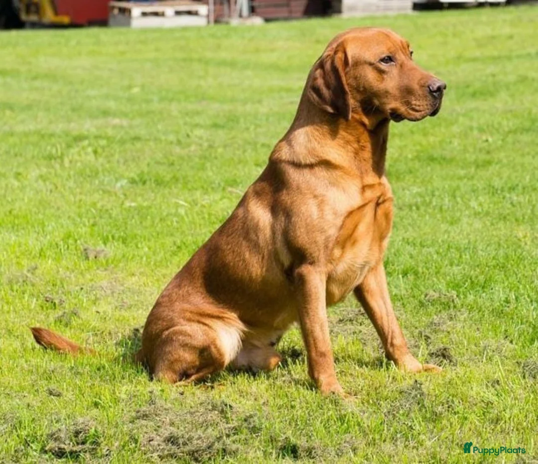 Labrador Retriever honden te koop: Leuke Labradorpups beschikbaar (met stamboom) - Advertentie 7
