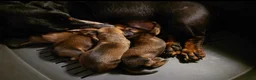 Teckel (korthaar)  honden te koop: Standaard korthaar met FCI-stamboom - Advertentie 2