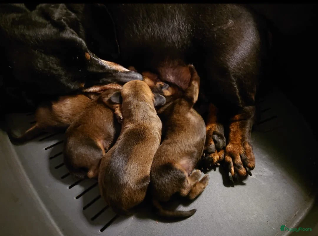 Teckel (korthaar)  honden te koop: Standaard korthaar met FCI-stamboom - Advertentie 2