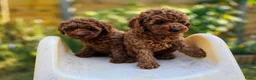 Kruising honden te koop: Poedel pups te koop toy als dwergpoedel in Sas van Gent - Advertentie 4