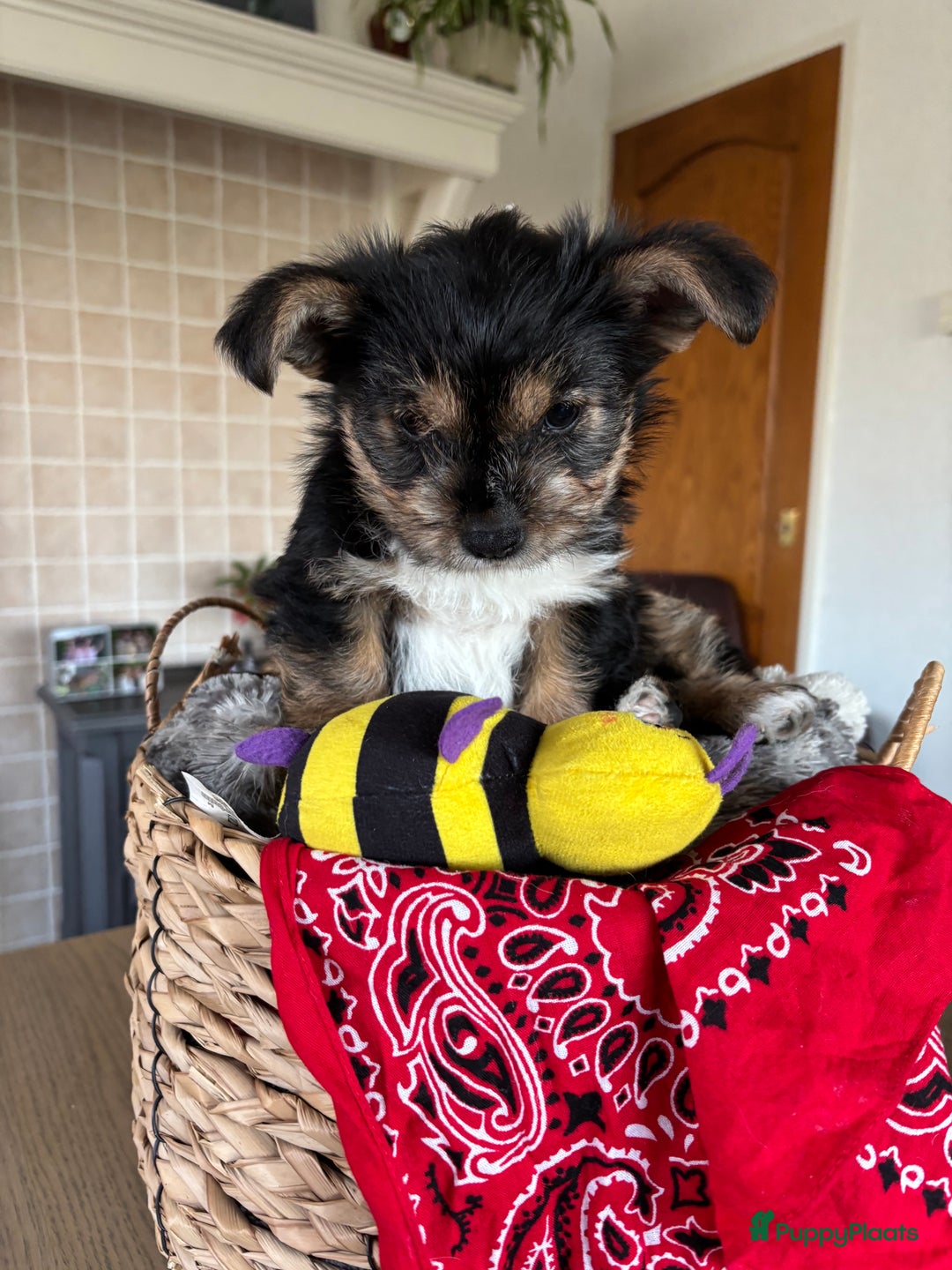 Kruising honden te koop: Een Schattig Puppy - Advertentie 5