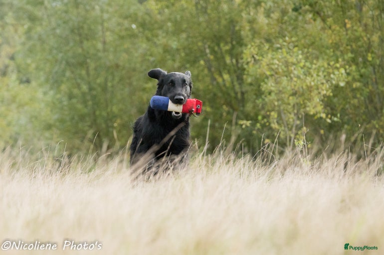 Galerij afbeelding {{count}}