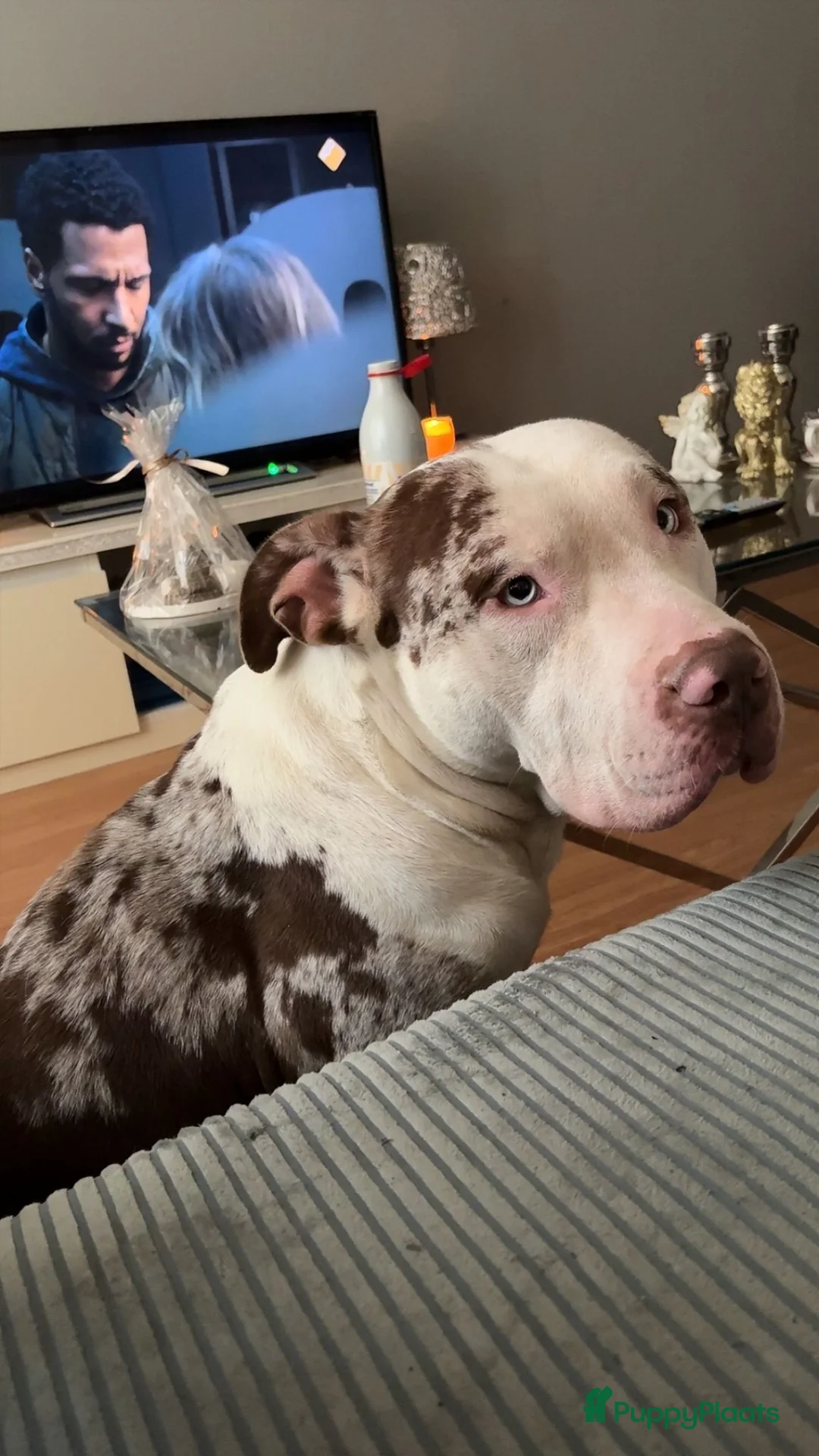 Kruising honden te koop: Puppy's te koop - Advertentie 1