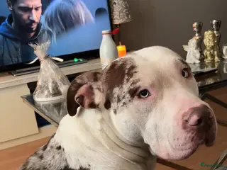 Kruising honden Puppy's te koop - Advertentie 1