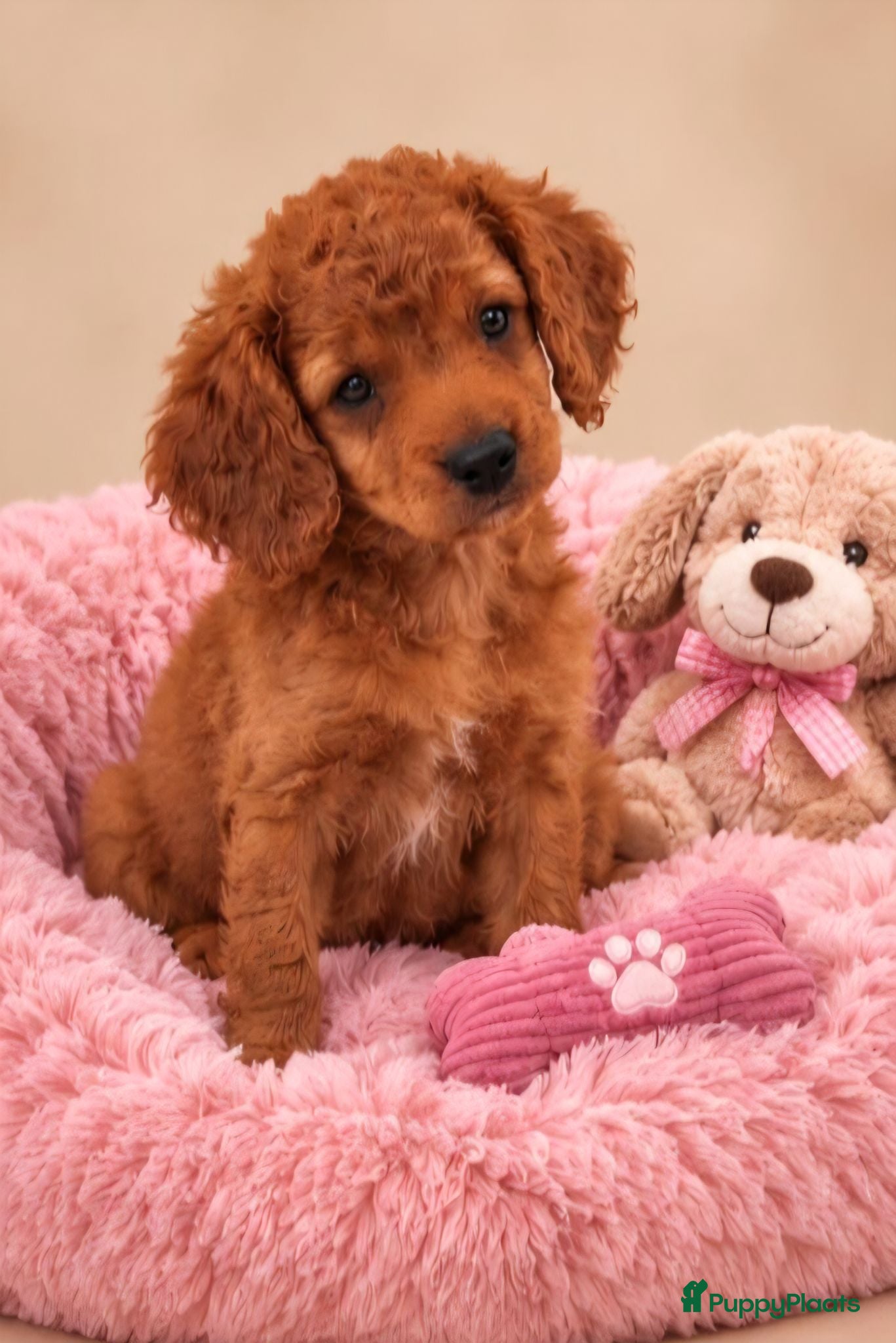 Cavapoo honden Super mooie cavapoo (cavapo) pups - Advertentie 5
