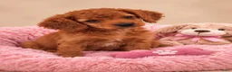 Cavapoo honden te koop: Supee mooie cavapoo pups - Advertentie 2
