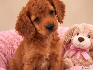Cavapoo honden Super mooie cavapoo (cavapo) pups - Advertentie 5