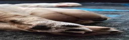 Kruising honden te koop: Leuke medium doodle pups zoeken gouden mandje! - Advertentie 10