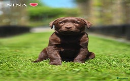 Labrador Retriever honden te koop: Labrador pups chocolade bruin met Stamboom - Afbeelding 1