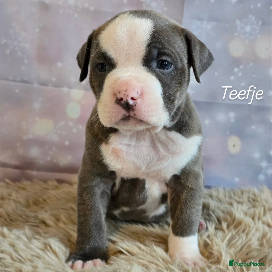 Amerikaanse Bully honden te koop: American Bully XL pups ABKC stamboom - Advertentie 14