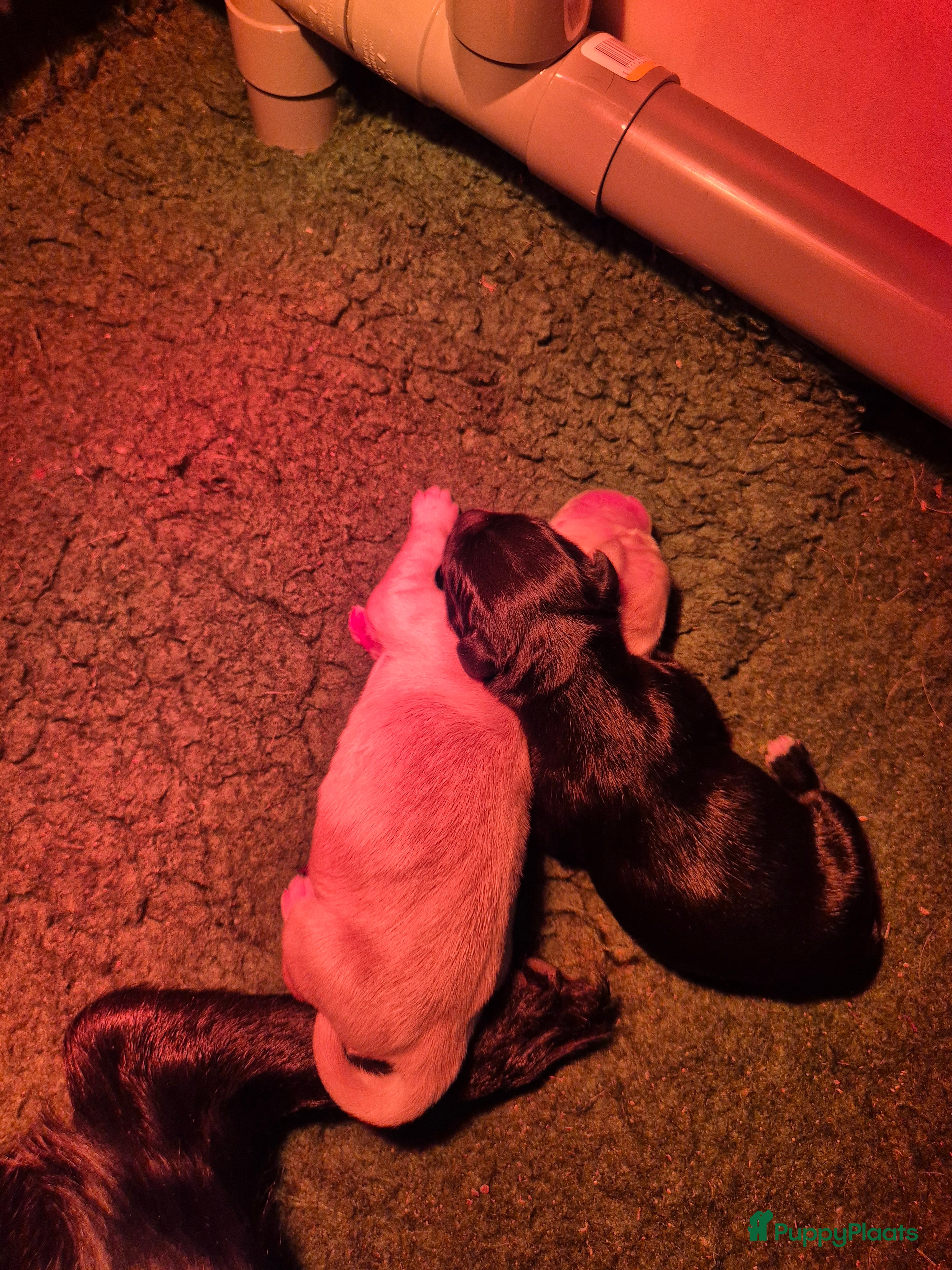 Golden Retriever honden Lieve golden Retriever puppies - Advertentie 2