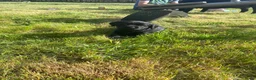 Labrador Retriever honden te koop: Zwarte labrador pups - Advertentie 7