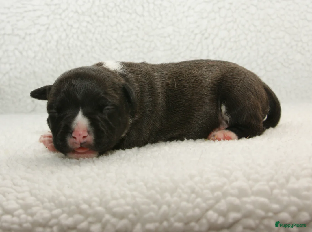 American Staffordshire Terriër honden te koop: Carmichael's nest - Advertentie 6