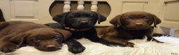 Labrador Retriever honden te koop: Labrador Retriever pups met stamboom - Advertentie 1
