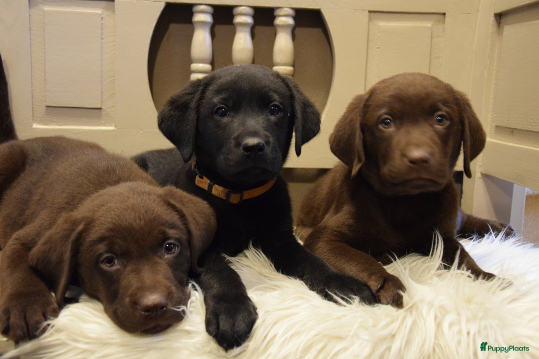 Labrador Retriever honden te koop: Labrador Retriever pups met stamboom - Advertentie 1