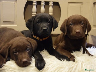 Labrador Retriever honden Labrador Retriever pups met stamboom - Advertentie 3