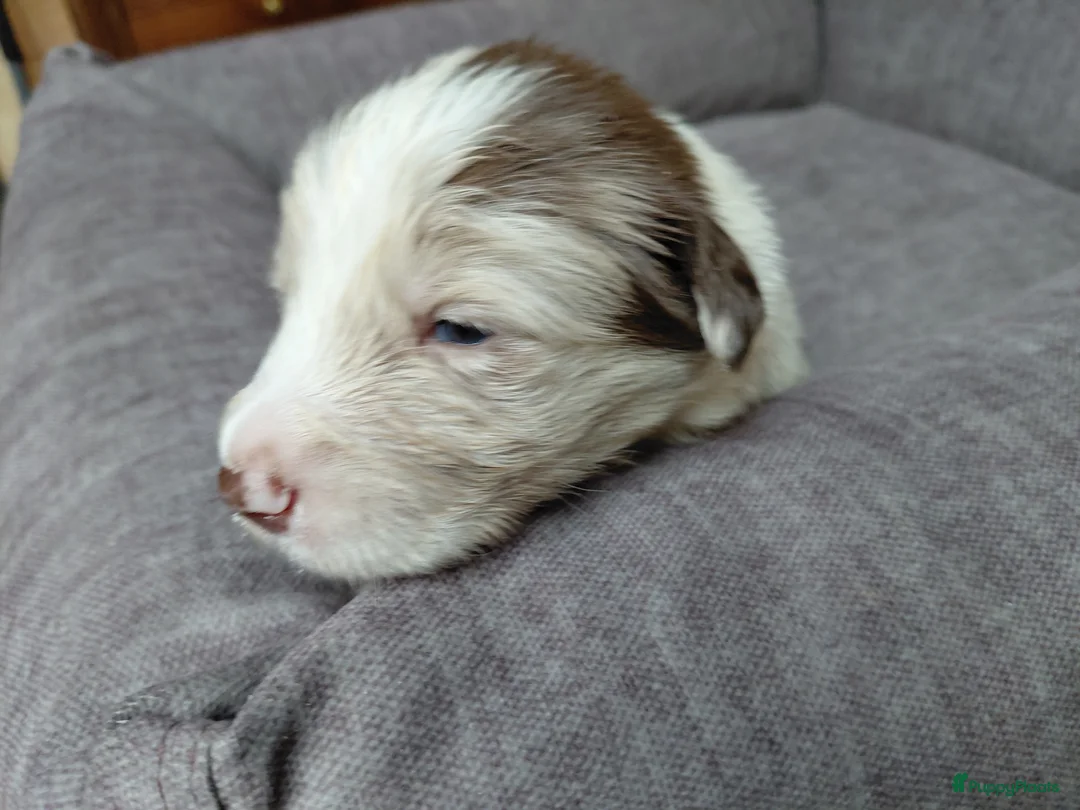 Border Collie honden te koop: Bordercollie pups  - Advertentie 15