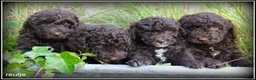 Labradoodle honden te koop: Labradoodle mini +/- 40 cm chocolade bruin - Advertentie 17