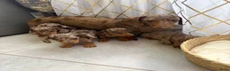 Teckel (korthaar)  honden te koop: Dwerg Harlequin Teckel pupjes - Advertentie 8