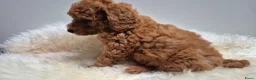 Cockapoo honden te koop: Cockapoo teefje en reutje - Advertentie 3