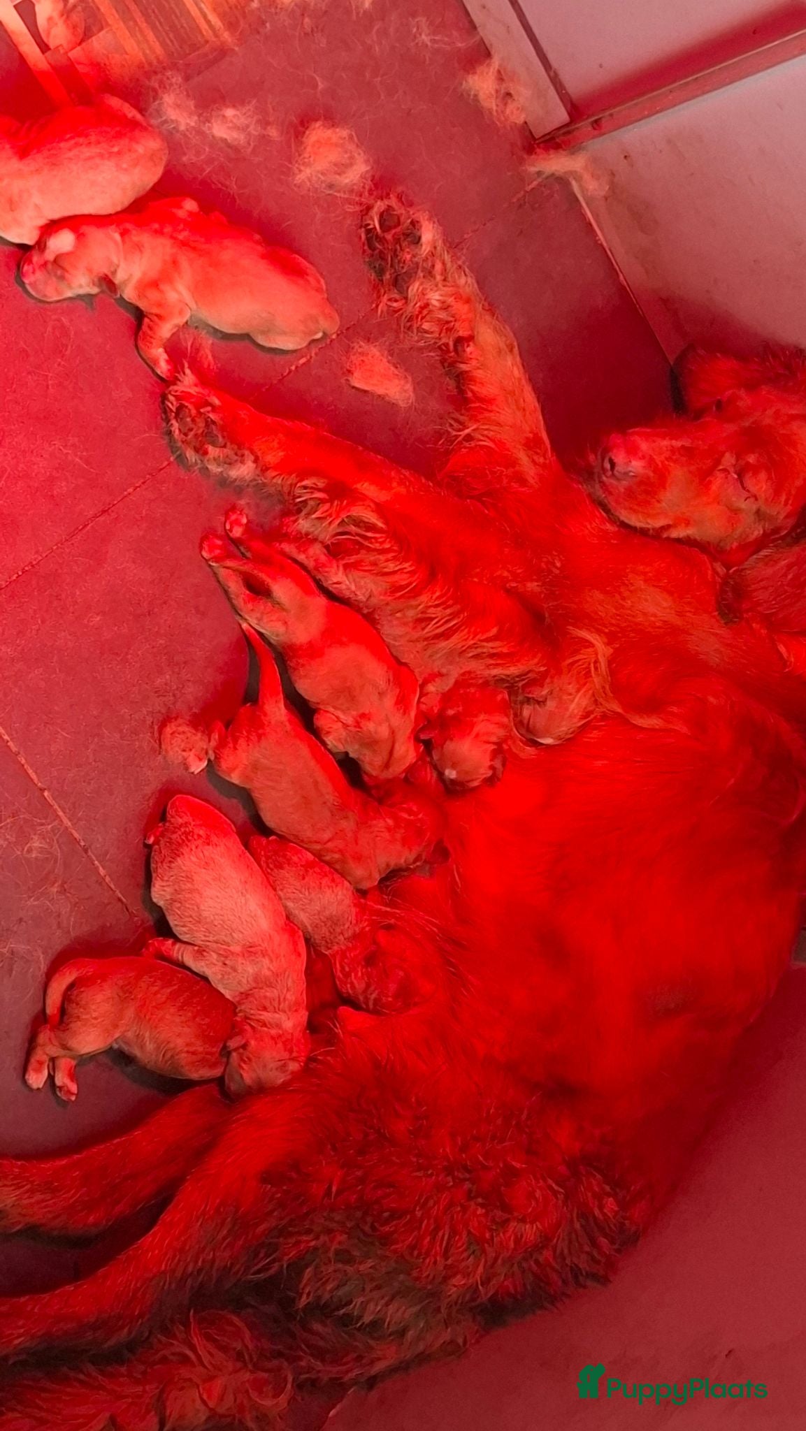 Nova Scotia Duck Tolling Retriever honden Toller pups, beide ouders zijn aanwezig - Advertentie 6