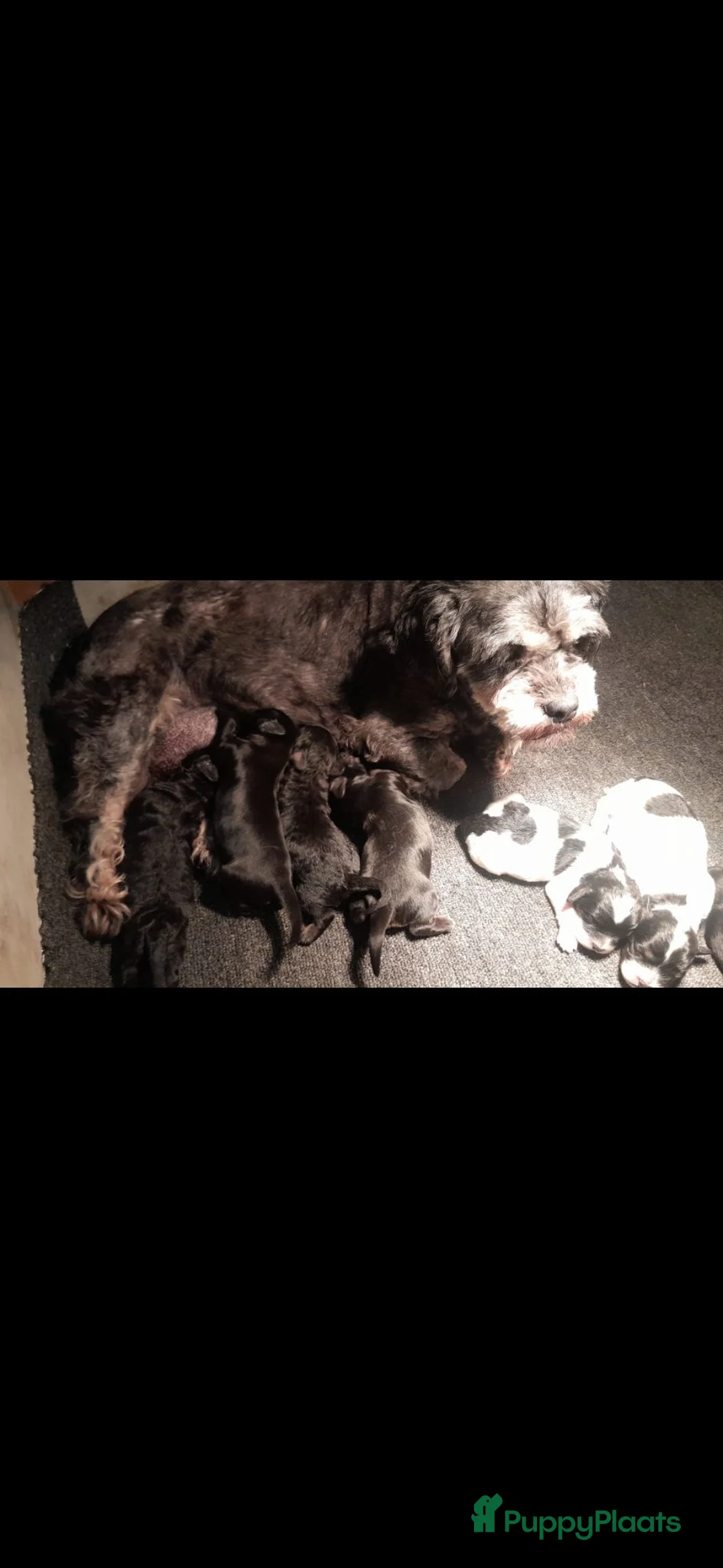 Kruising honden te koop: Prachtig nestje Boomer x EngelseCockerSpanielpups - Advertentie 2